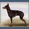 English Toy Terrier - Ch Ellyrose Sweet Success