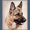 German Shepherd Dog - Ch Jasueter Krimson Xaus