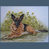 German Shepherd Dog - Zac