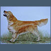 Golden Retriever - Ch Giltedge Blackwatch