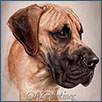 Great Dane - Ch Selmalda Check The Meaning JW