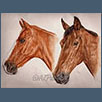 Horses - Copper and Max