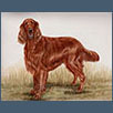 Irish Setter - Kiltimagh Clouded Dreams UD