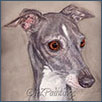 Italian Greyhound - Dalinset Despina of Mieleth