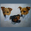 Jack Russell Terriers