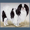 Japanese Chin - Ellinghurst Mr Majestik