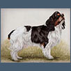 King Charles Spaniel - Ch Rossbonny Henley