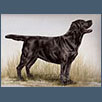 Labrador Retriever - Ch Berolee Moons Magic Star JW.