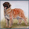 Leonberger - Ch_Jocolda Georgio