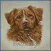 Nova Scotia Duck Tolling Retriever - Quoygard The Power of Dreams