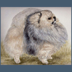 Pomeranian - Ch Pomanna Silver Arrow At Jacobian