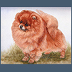 Pomeranian-Ch Toybox Golden Opportunity JW ShCM