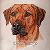 Rhodesian Ridgeback - Ch Bruet Song of Kasenga