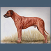 Rhodesian Ridgeback - Ch Burncote Nukooroo at Nehando