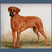 Rhodesian Ridgeback - Ch Hespa Highlander of Africaner