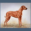 Rhodesian Ridgeback - Ch Matabelle Masqerade at Kasenga