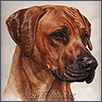 Rhodesian Ridgeback - Ch Nyuki Takamali Shujaa of Morlingcourt