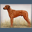 Rhodesian Ridgeback - Chaslads Jacmiks Handshake JW