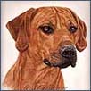 Rhodesian Ridgeback - Eilack Kito Marcus JW