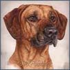 Rhodesian Ridgeback - Khan