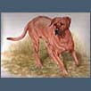 Rhodesian Ridgeback - Kofi