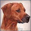 Rhodesian Ridgeback - Merlin