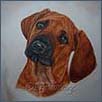 Rhodesian Ridgeback - Rufus