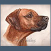 Rhodesian Ridgeback - Zejak Zuri Miko