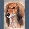 Saluki - Ch Glenoak Ishaara