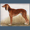 Saluki - Ch Mabrooka Joshua ShCM