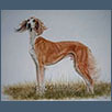 Saluki - Joop