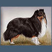 Shetland Sheepdog - Ch Semitar Turnabout