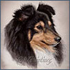 Shetland Sheepdog - Felthorn Indelible 