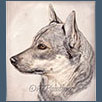 Swedish Vallhund - Ch Castleavery Silver Secret Under Mystarz