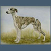 Whippet - Ch Tonmawr La Petite Ballerina JW ShCM