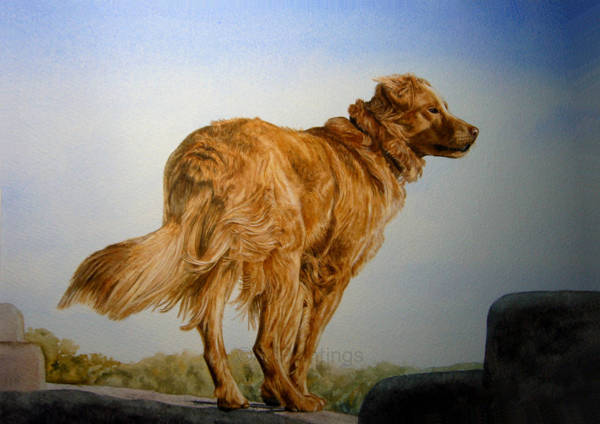 A Golden Retriever standing on a wall