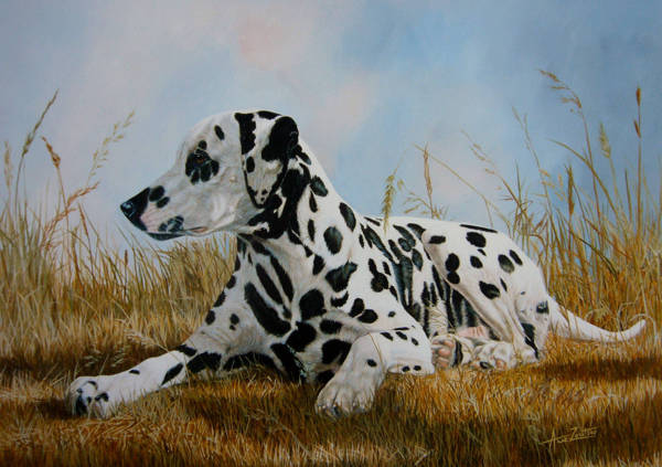 A Dalmatian lying in long summer grass