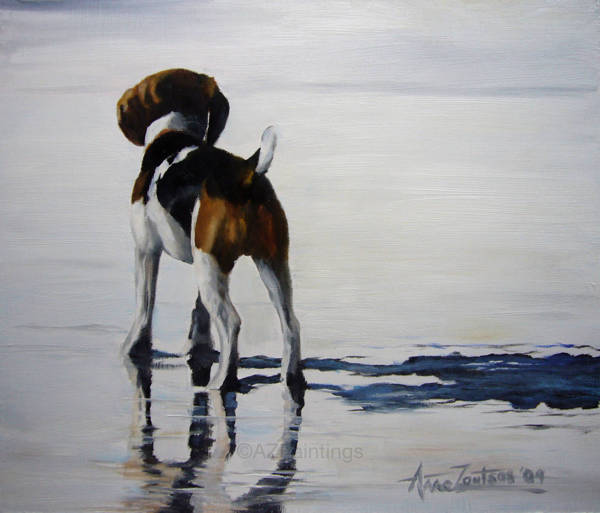 A beagle standing in shallow water with its reflection visible