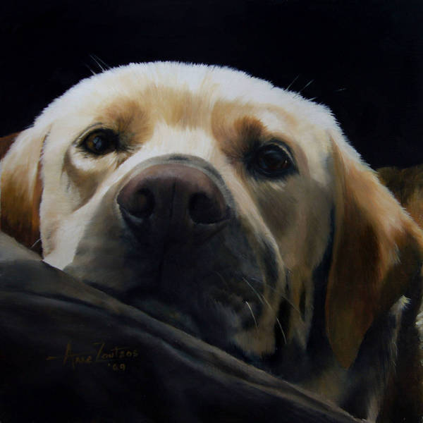 A head study of a Labrador in sun and shade