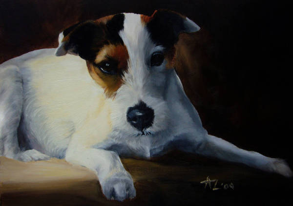 A Parson Jack Russell Terrier resting