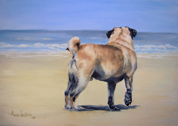 A Pug standing on the beach looking out to sea