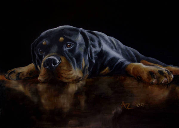 A rottweiler lying on a polished floor with its reflection visible
