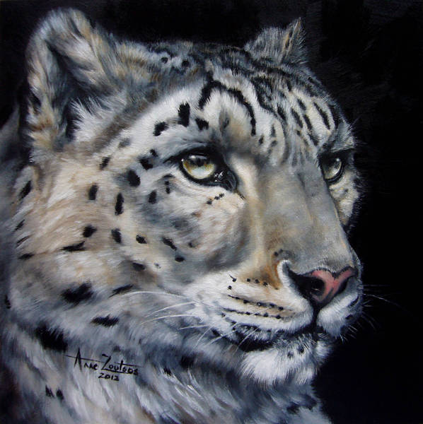 A head study of a snow leopard