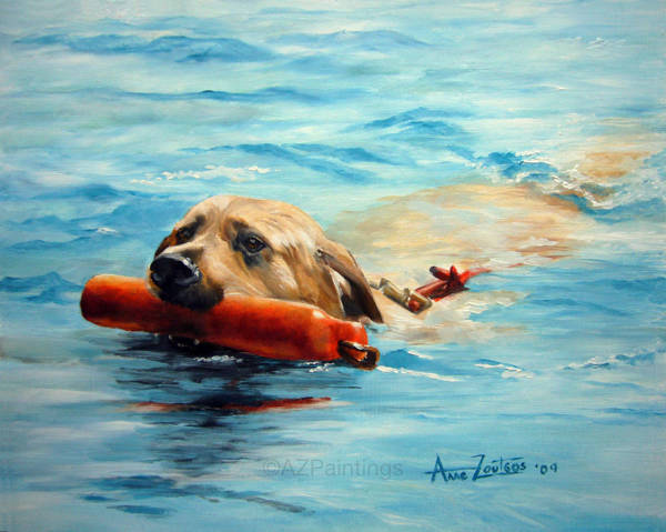 A yellow Labrador swimming holding a training dummy
