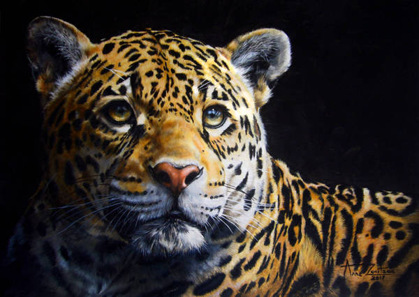 A jaguar partially obscured by shadow