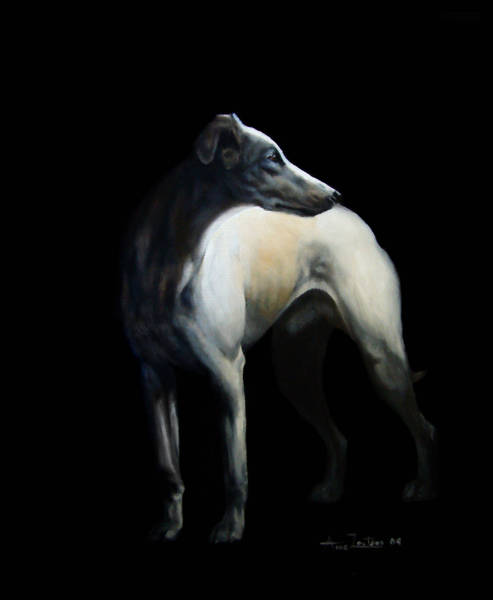 A whippet standing partly obscured by a black background