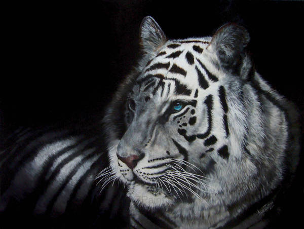 A white tiger with blue eyes