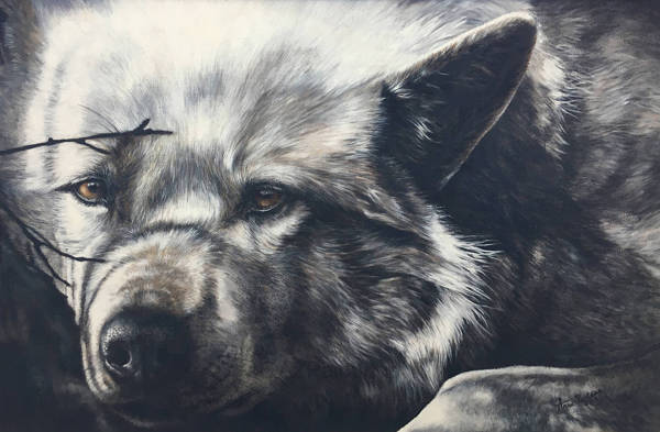 A resting Arctic wolf in dappled shade