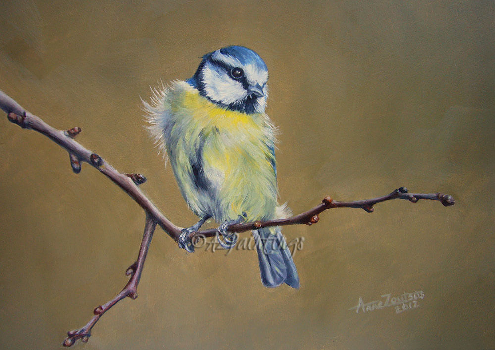 Blue Tit