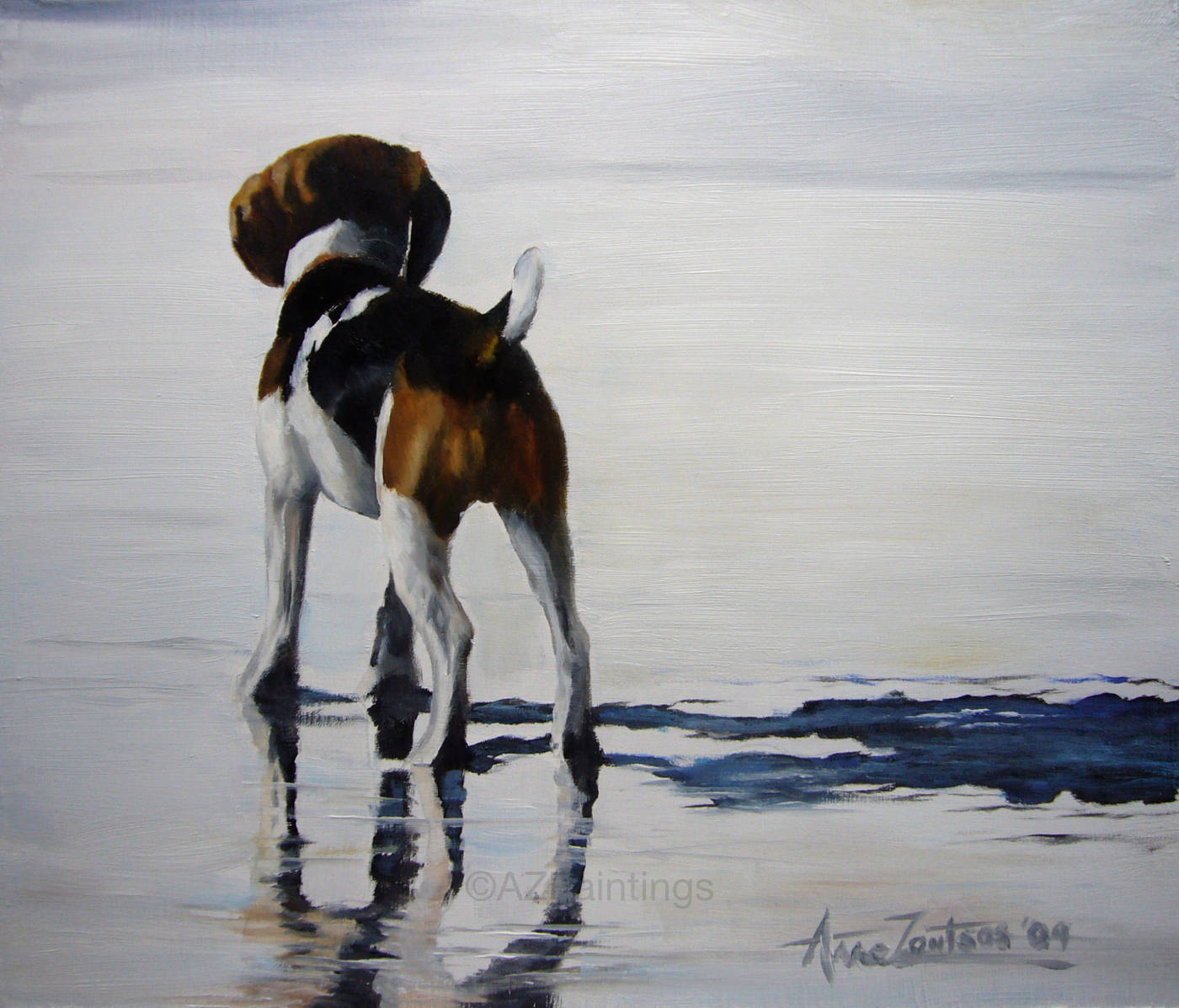 A beagle standing in shallow water with its reflection visible